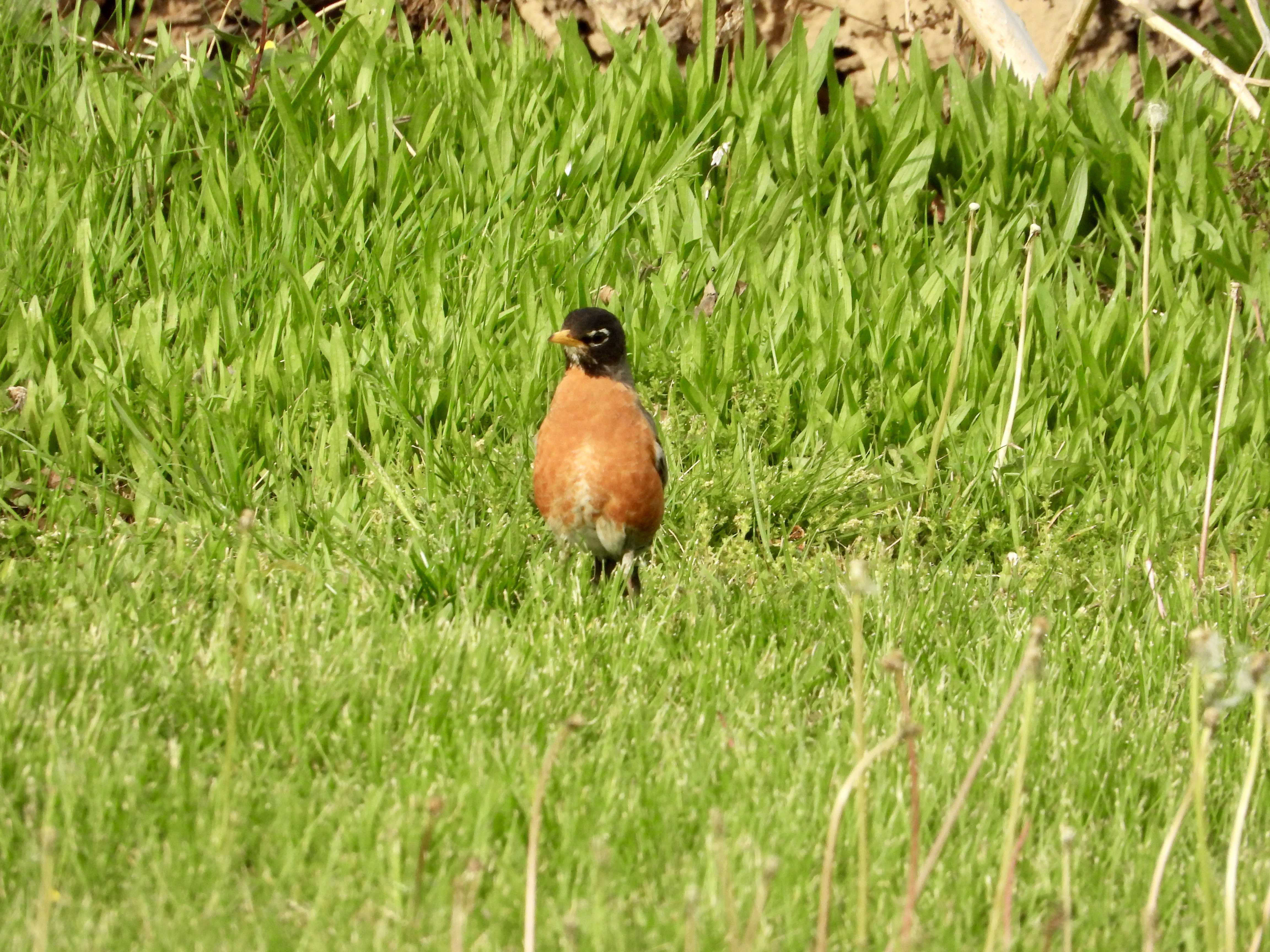 American Robin